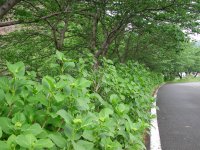 那賀川沿いのアジサイ