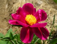 シャクヤクの花