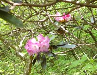 アマギシャクナゲ