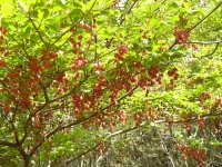 ドウダンツツジ