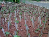 酔芙蓉の挿し木