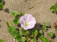 ハマヒルガオ