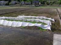 岩科地区田んぼ