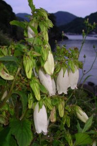 外部のホタルブクロ