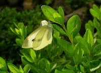 モンシロチョウ