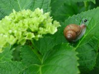 カタツムリ