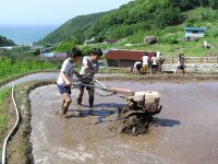 三浦小学校しろかき