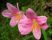 サフランもどき