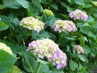 那賀川沿いのアジサイ