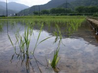 田植え
