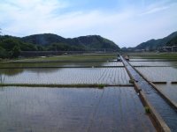 那賀田んぼ