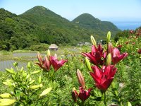 棚田のへメロカリス