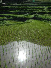朝日の昇る棚田