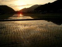 早苗田の夕景
