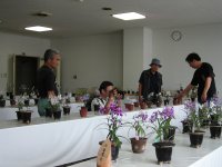 うちょうらん展