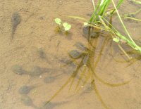 おたまじゃくし