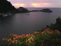 ねむの花と雲見海岸の夕景