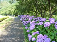 那賀バイパスアジサイ