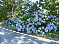 サンセットヒル松崎付近のアジサイ