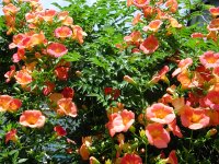 ノウゼンカズラ