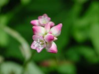 ミゾソバ（？）