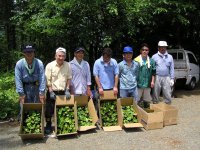 旅館組合ツワブキ植栽