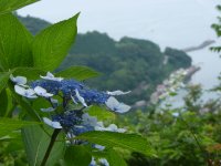 牛原山のアジサイ