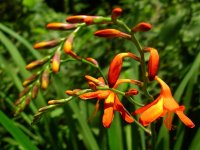 ヒメヒオウギズイセン