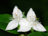 トキワツユクサ