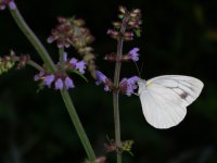 アキノタムラソウ