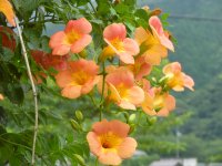 ノウゼンカズラ