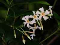 テイカカズラの花