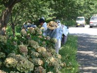 あじさい花きり