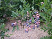 ブルーベリー畑