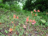 キツネノカミソリ