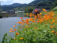 キバナコスモス