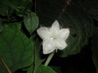 カラスウリの花