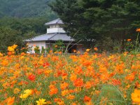 三聖苑のキバナコスモス