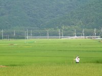 今日の那賀大規模花畑