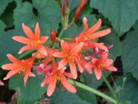 キツネノカミソリ