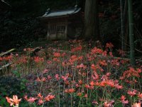 キツネノカミソリ