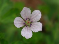 ゲンノショウコ