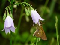 イチモンジセセリ