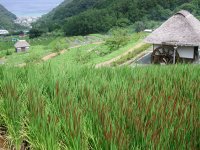 今日の棚田（赤米）