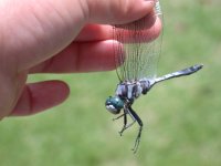 シオカラトンボ