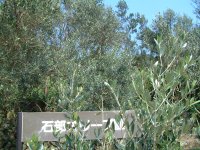 石部オリーブ園