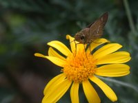 ユリオプステージ