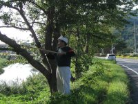 松崎さくらの会、桜の枝うち