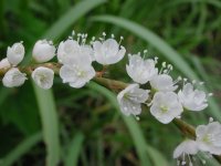 シロバナサクラタデ