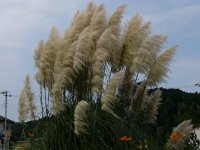 パンパスグラス